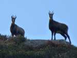 Deux chamois en train d'observer le photographe (un manque de timidit&eacute; certainement du &agrave; l'interdiction permanente de la chasse dans cette zone)