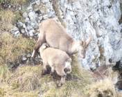 Un cabri t&egrave;te sa m&egrave;re