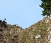 On les voit clairement : une &eacute;tagne et son petit