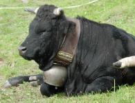 De Dorr&eacute;naz &agrave; Fully