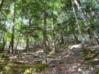 Croupe foresti&egrave;re Suchet