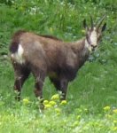 Un chamois qui nous &agrave; vu trop vite