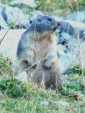 Une marmotte nous regarde tranquillement apr&egrave;s un concert de sifflements.