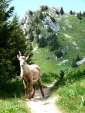 un petit bouquetin sur le chemin essaie d'abord de forcer le passage puis effectue un prudent d&eacute;tour,