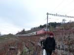 train dans les vignes